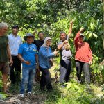 The judging team visits the Jantung Hati durian mother tree in Punggur, West Kalimantan.