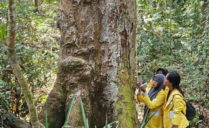 FMIPA UNNES students observing the trunk of a large durian mother tree in a forested area.