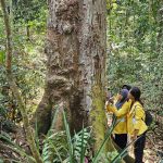 Mahasiswa FMIPA UNNES mengamati batang pohon induk durian berukuran besar di kawasan berhutan.
