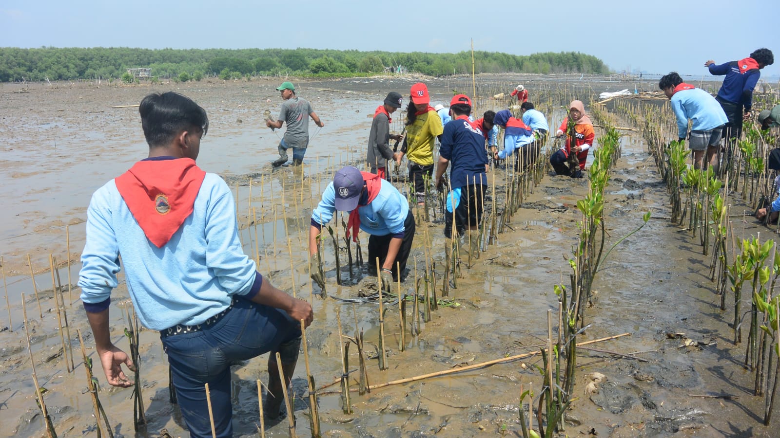 Pada global tahun alliance dilancarkan mangrove Global Environmental
