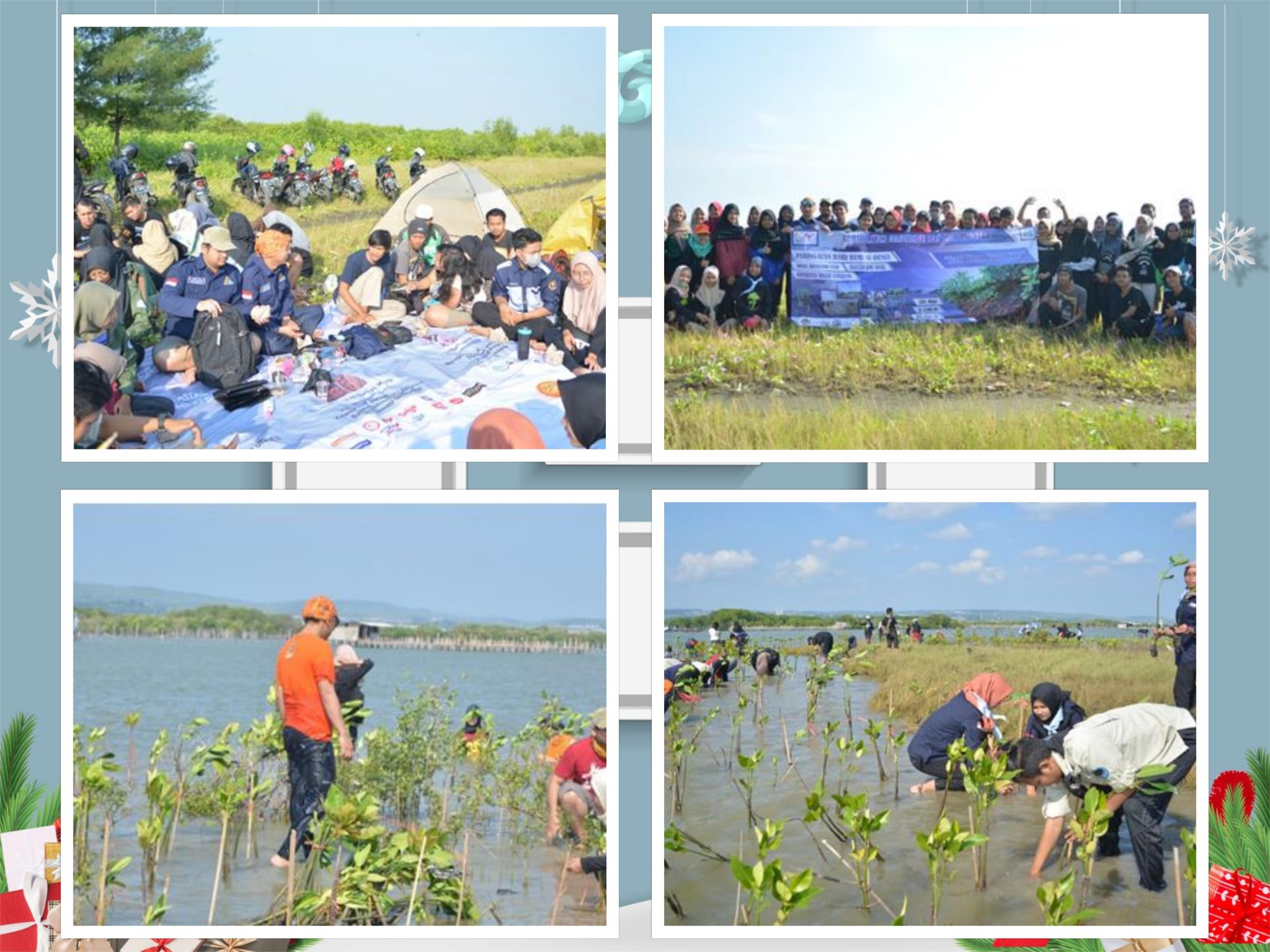 rehabilitasi mangrove